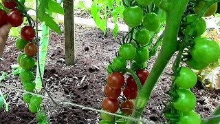 How to Prune Tomatoes for Earlier Harvests Higher Yields amp Healthier Plants [upl. by Irec]