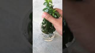 PROPAGATE Creeping Fig Ficus Pumila EASILY [upl. by Arriek872]