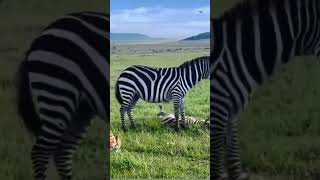 Mother zebra 🦓 trying to rescue her Foal wildlifesaudiarabiadisneytravel vlogviralvideo [upl. by Ellennej960]