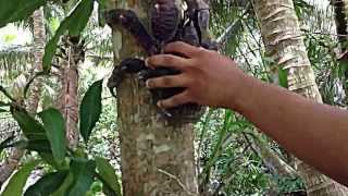 Tree Climbing Coconut Crab [upl. by Johnsson]