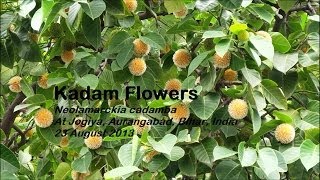 Kadam Flowers India [upl. by Bayless]