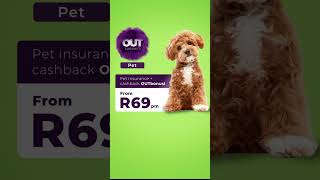 OUTsurance l Maltipoo [upl. by Farlee]