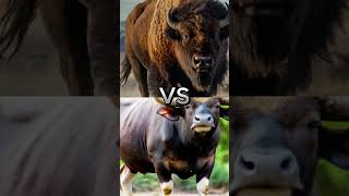 The Real Difference Between Largest Land Animals animalbattle wildlife [upl. by Tiler253]