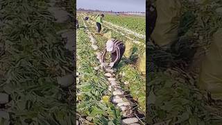 The process of quickly cutting radish stems [upl. by Richma]