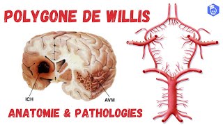 Cercle Artériel du Cerveau Polygone de Willis  Anatomie Descriptive et Clinique [upl. by Stander]