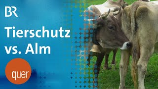 Bergbauern in Aufruhr Bedroht Tierschutz die Almwirtschaft  quer vom BR [upl. by Champaigne]