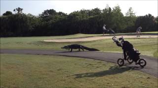 A gator walking across the golf course [upl. by Gervase]