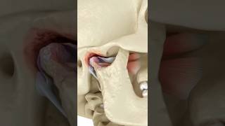 Healthy Jaw VS Unhealthy Jaw shorts tmj [upl. by Hgielyak]