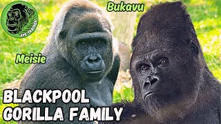 Awesome Gorilla Family Showcase Blackpool Zoo gorilla [upl. by Annoirb]