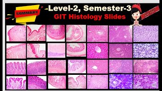 Practical for OSPE GIT Canal Liver Pancreas Salivary glands Dr Amal Mohamed Moustafa [upl. by Nasus186]