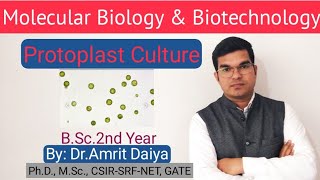 Protoplast Culture प्रोटोप्लास्ट कल्चर  BSc 2nd year By Dr Amrit Daiya [upl. by Rehpretsirhc]