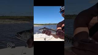 Targeting Oyster Beds for Trout fishing catch fish eat shorts boat [upl. by Adnoryt]