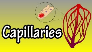 Capillaries  What Are Capillaries  Functions Of Capillaries [upl. by Diantha]