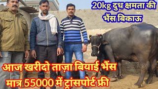 👍55000रु में घर पहुंच ताजा बियाई भैसट्रांसपोर्ट फ्री 💥3 murrah buffalo for sale [upl. by Kralc937]