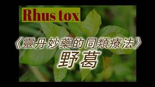 《靈丹妙藥的同類療法》 EP75  野葛 Rhus Toxicodendron [upl. by Tybi]