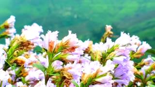 Strobilanthes kunthiana Flowers  Munnar Kerala [upl. by Kannry]