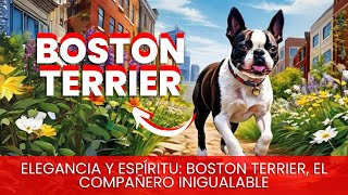 Boston Terrier  Raza de Perro [upl. by Caleb947]