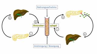 Regulation des Blutzuckerspiegels [upl. by Aleb]