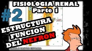 Video de Fisiologia  Fisiologia renal la nefrona y el riñon 2014 guyton [upl. by Home]