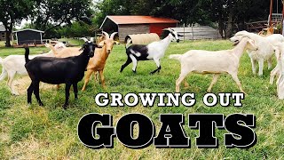 Growing Out GOATS  How We Grow Out Our Female Goats  Goat Video [upl. by Wallach901]