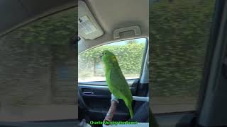 Amazon parrot singing opera on the car ride parrot parrotsinging pets [upl. by Weitzman119]