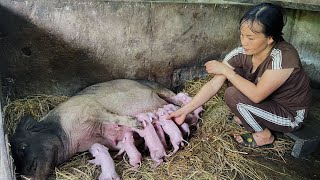 A new herd of piglets was born  Daily farm life  Trần Thị Tuyết [upl. by Anirrak]