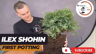 Creating an Ilex Bonsai Tree with Slip Potting technique  The Bonsai Supply [upl. by Airdnahs]