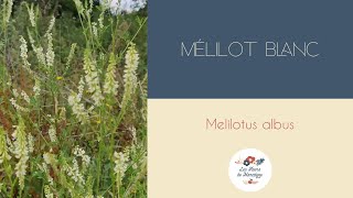 Mélilot [upl. by Korman72]