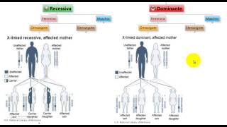 Test Medicina  Malattie XLinked Recessive e Dominanti in omozigosi [upl. by Howund612]