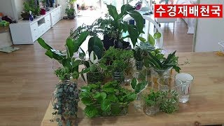 수경재배가능한 모든식물 알아보기 물꽃이방법 Plant hydroponics redistribution method [upl. by Ydissac]