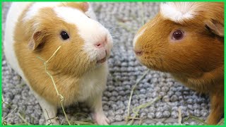 Guinea pigs wheeking for hay [upl. by Worlock869]