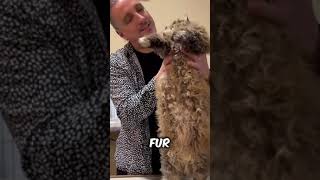 Discover Selkirk Rex a very cute pet cat breed animals pets [upl. by Ycnaffit]