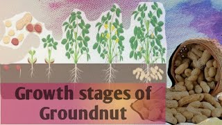 Growth stages of GroundnutArachis hypogeapeanut 🥜 [upl. by Lewap]