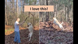 Lily has a Momentary Loss of Composure Dog loses her mind playing in the leaves [upl. by Haeli]