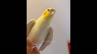 Isnt it amazing to have a cute cockatiel companion in your life 🥰 cockatielscraze [upl. by Kra]