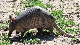 Ninebanded Armadillo [upl. by Neetsirk]