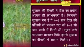 Ayurvedic Benefits of Gingelly Sesome Til for Gonorrhea Problems  Acharya Balkrishna [upl. by Deibel]