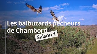 Balbuzards pêcheurs de Chambord – saison 1 [upl. by Rodl]