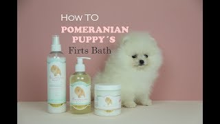 POMERANIAN Puppies first bath pomeranian grooming tips Cachorros Pomerania peluqueria pomerania [upl. by Lenoyl]