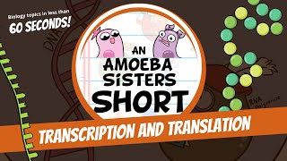 Transcription and Translation Steps in Protein Synthesis  Amoeba Sisters Shorts [upl. by Elnar]