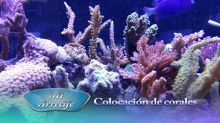 Colocación de los corales en el acuario de arrecife  Mi Arrecife [upl. by Ailev]