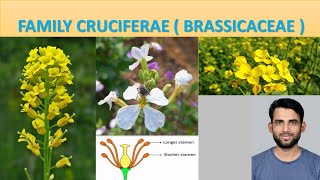 Family Cruciferae  Family Brassicaceae Floral formula and flower diagram economic importance [upl. by Leith82]