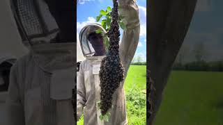 Bee Swarm Caught 🐝 🍯 [upl. by Afira]