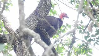 Brush Turkey Hervey Bay Qld [upl. by Johnette]