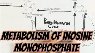 Metabolism Of Inosine Monophosphate Quick overview umerfarooqbiology7083 [upl. by Nerine]