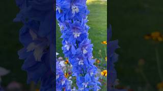 Delphinium elatum😍 delphinium flowers flowergarden flower [upl. by Obadiah]