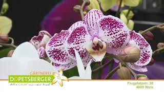 Gärtnerei Dopetsberger Orchideenschau [upl. by Nelrah]