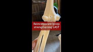 Reincorporate bicep strengthening last for TFCC injuries [upl. by Ellitnahc]