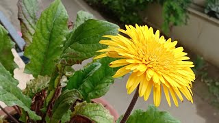 How to collect good viable Gerbera Daisy seeds [upl. by Zined]