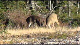 Chasse au chevreuil Ã Anticosti 2 [upl. by Asyram267]